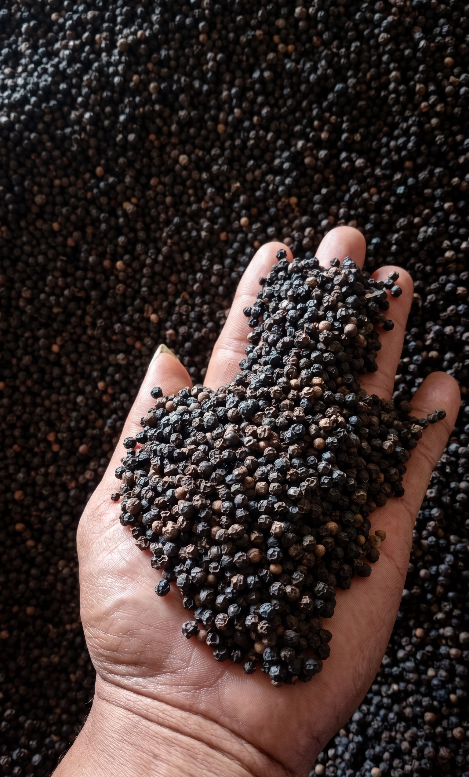 Black Pepper